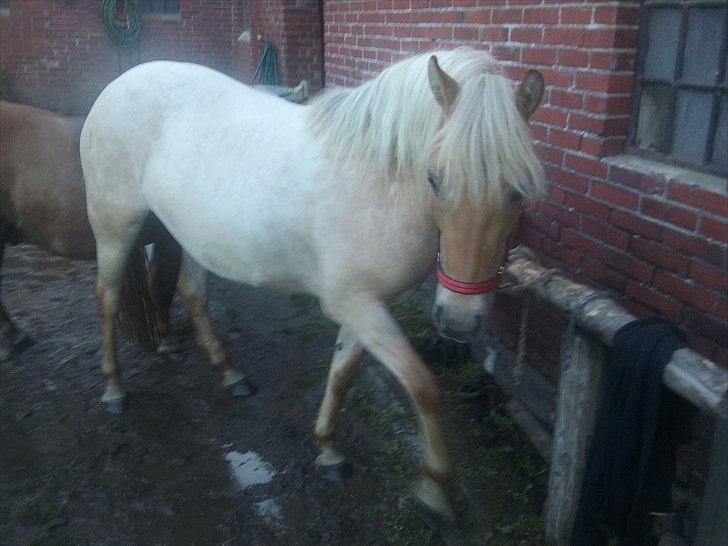 Anden særlig race Amira billede 10