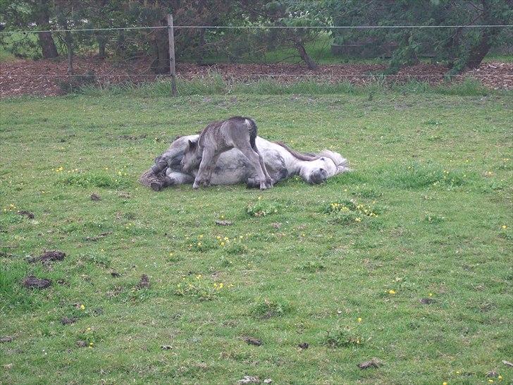 Falabella Trunte - få minutter efter fødslen, uhmm mors mælk smager godt<3 billede 9