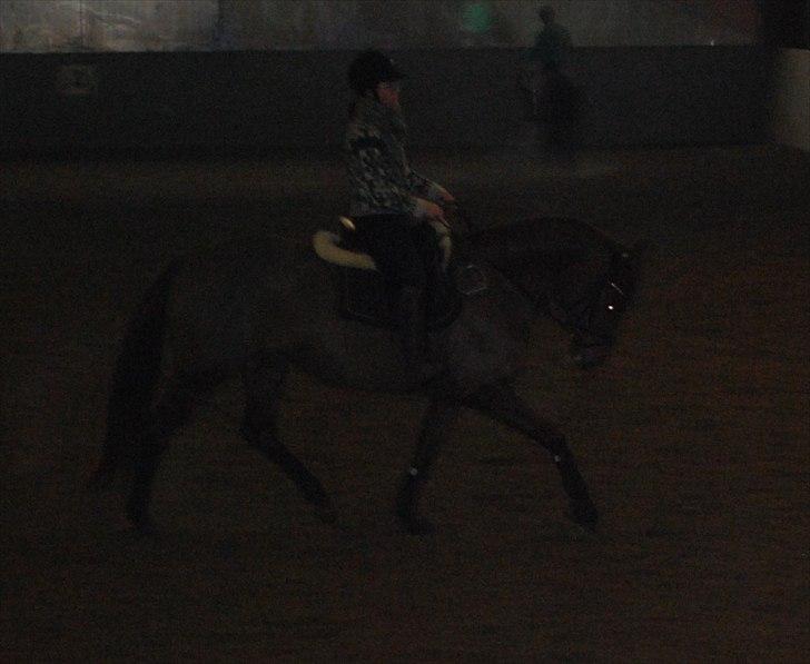 Dansk Varmblod Bona´s Fair Lucca (SOLGT 16.7.2011) - Her vises den trav Laksen har fået. rides lidt dyb og løsgørene billede 8