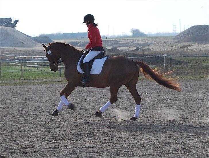 Dansk Varmblod Bona´s Fair Lucca (SOLGT 16.7.2011) - Verdens bedste galop.. Stjernedyr billede 9
