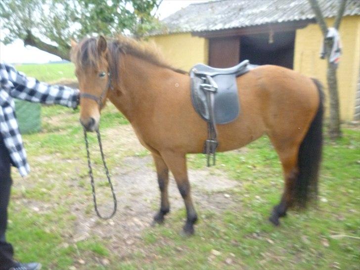 Islænder Sif fra Langbæk  billede 4