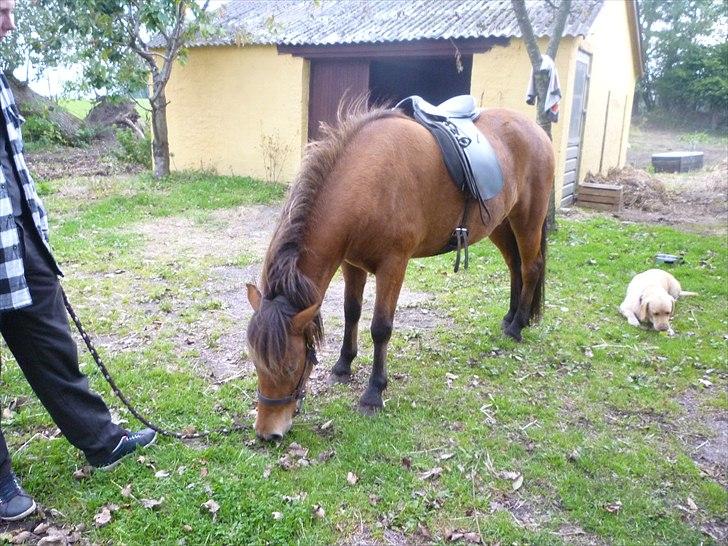 Islænder Sif fra Langbæk  billede 5