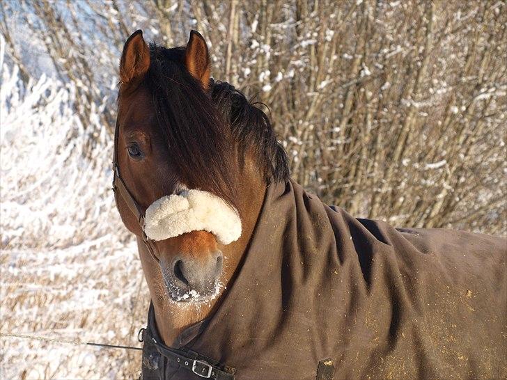 New Forest horsemosens Navarone *Kongen* billede 1
