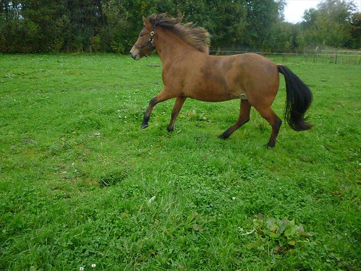 Islænder Sif fra Langbæk  billede 6