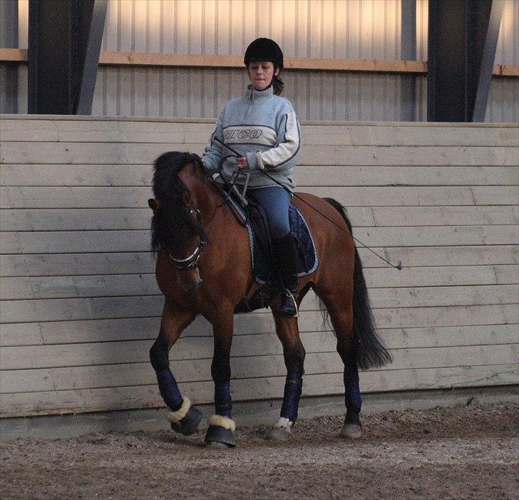 New Forest horsemosens Navarone *Kongen* - Camilla og Navarone   Fotograf : Camilla Rosenlund / CR-FOTO billede 5