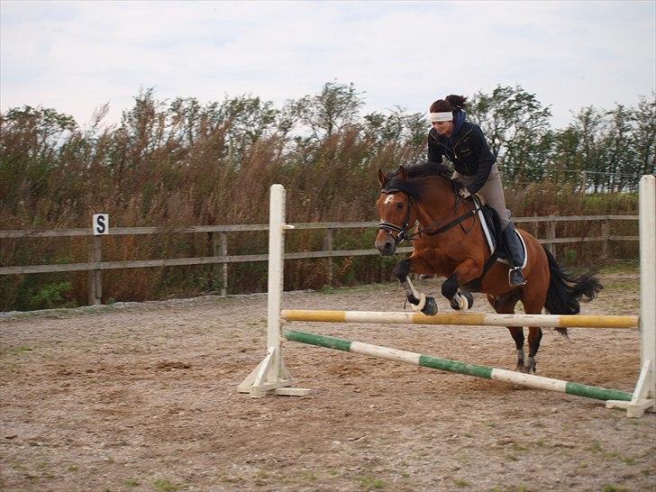 New Forest horsemosens Navarone *Kongen* billede 7