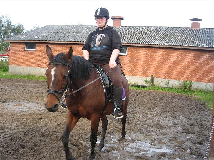 Dansk Varmblod Majbrit. RIP billede 9