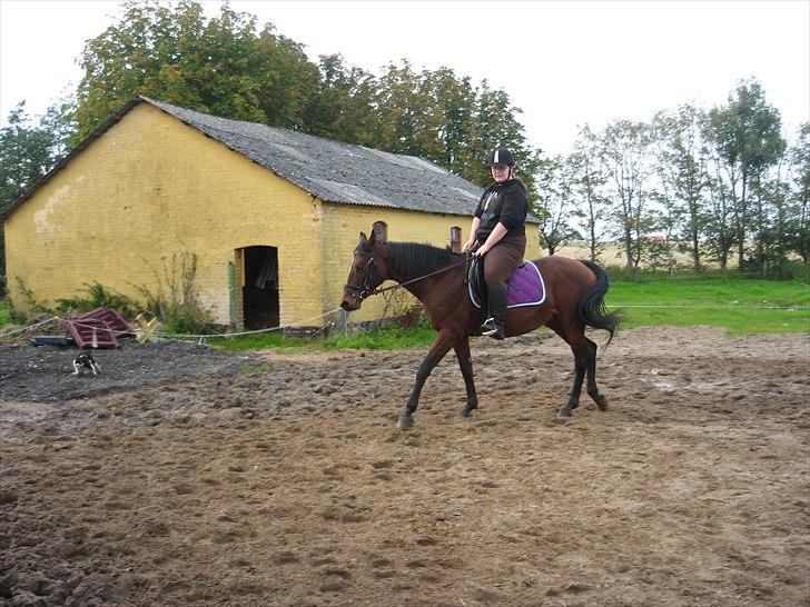 Dansk Varmblod Majbrit. RIP billede 10