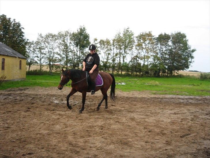 Dansk Varmblod Majbrit. RIP billede 11