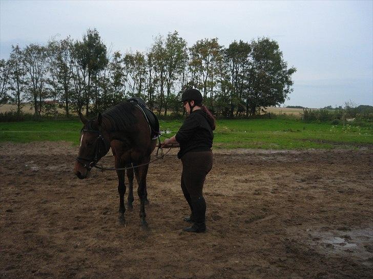 Dansk Varmblod Majbrit. RIP billede 12