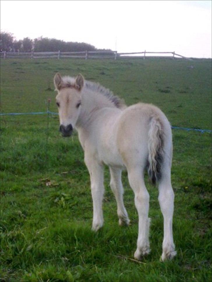 Anden særlig race Cody - næsten ny billede 15