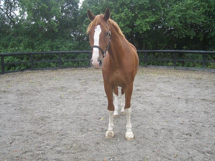 Anden særlig race Webley Brentedal  billede 2