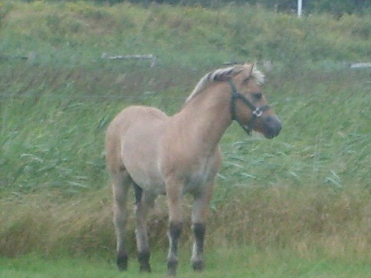 Anden særlig race Cody billede 7
