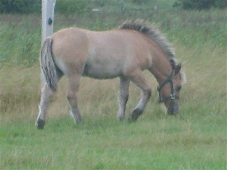 Anden særlig race Cody billede 8