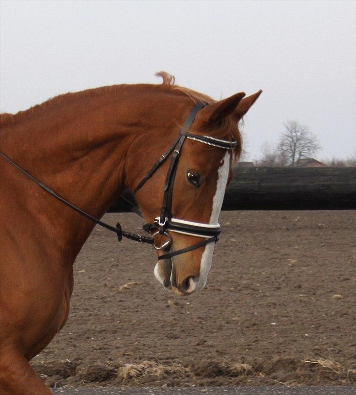 Anden særlig race Webley Brentedal  billede 6