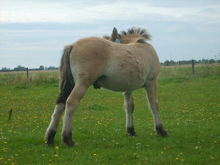 Anden særlig race Cody billede 9