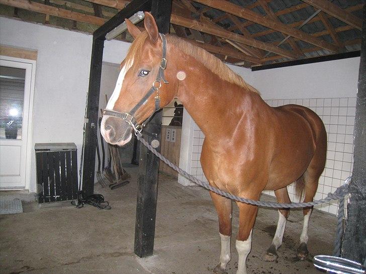 Anden særlig race Webley Brentedal  billede 7