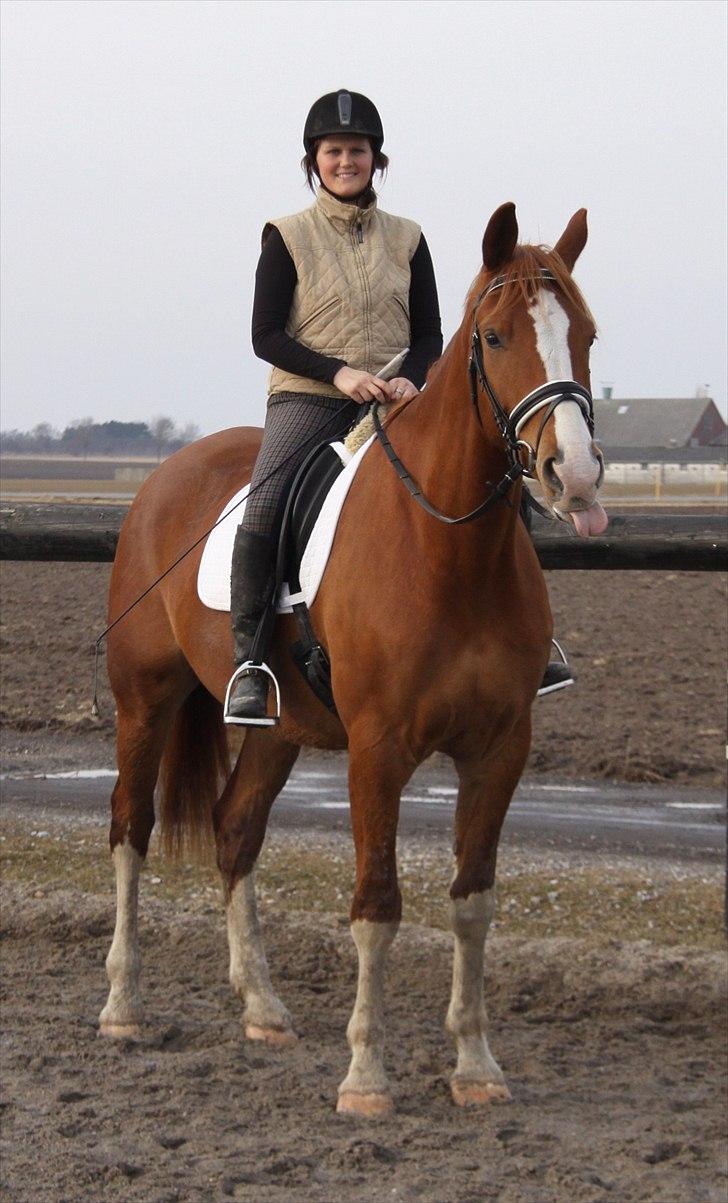 Anden særlig race Webley Brentedal  billede 8