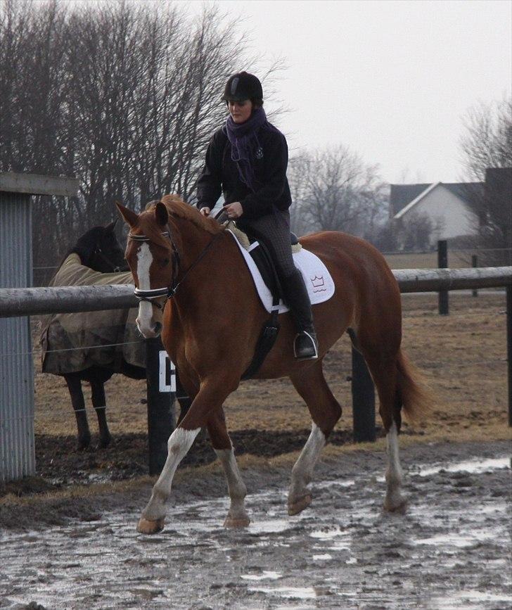 Anden særlig race Webley Brentedal  billede 9