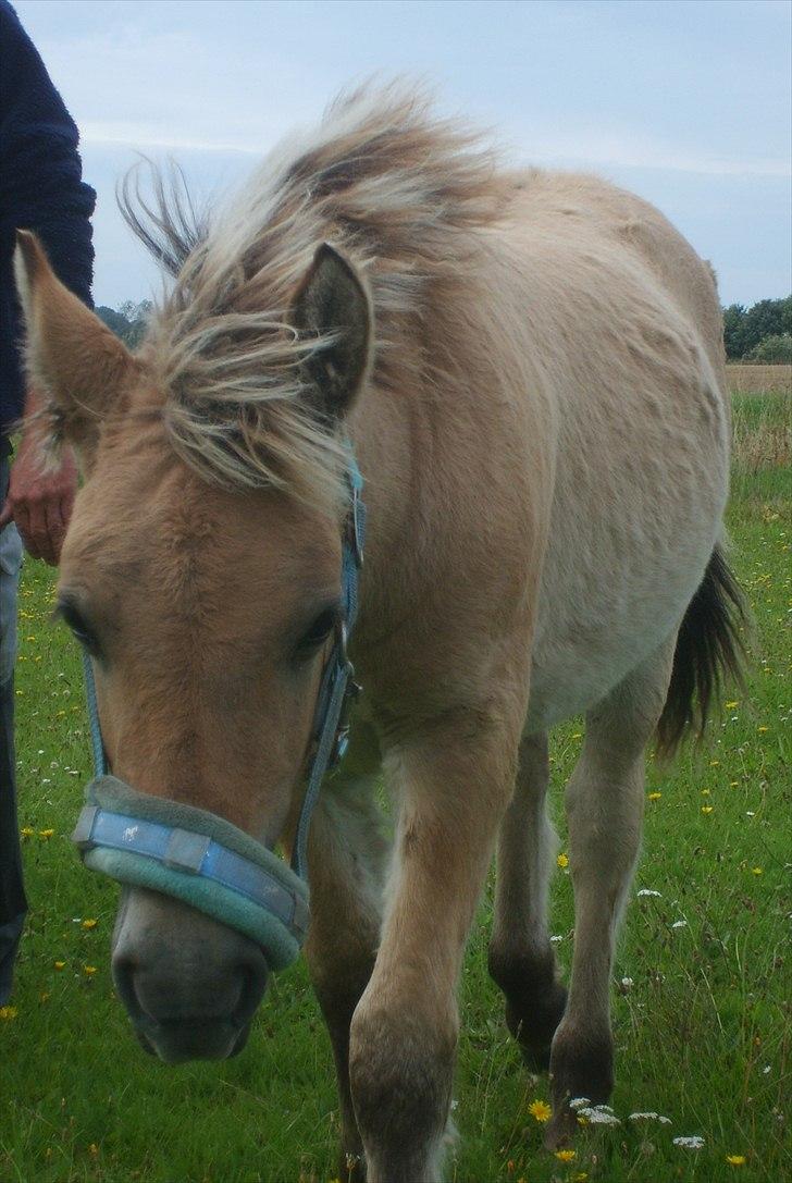 Anden særlig race Cody billede 10