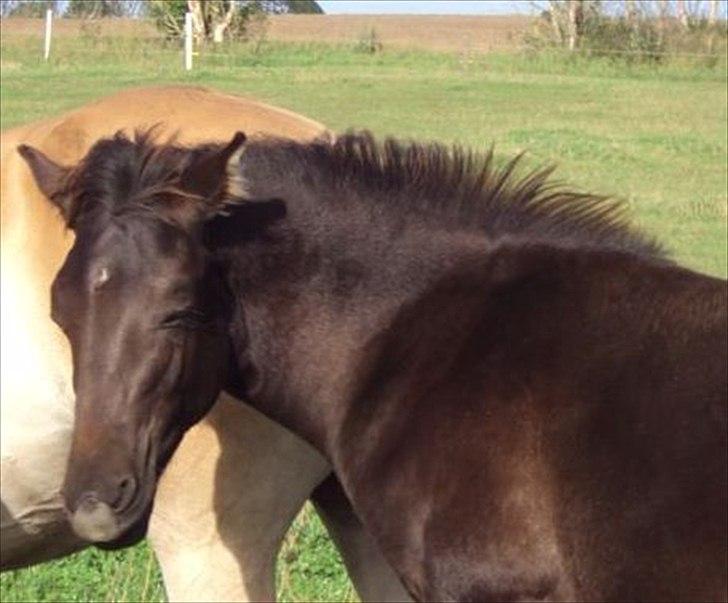 Anden særlig race Walentin billede 13