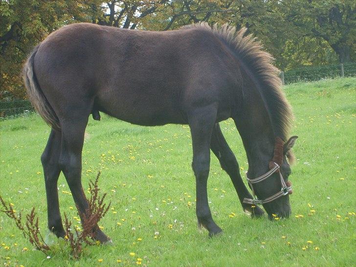 Anden særlig race Walentin billede 8