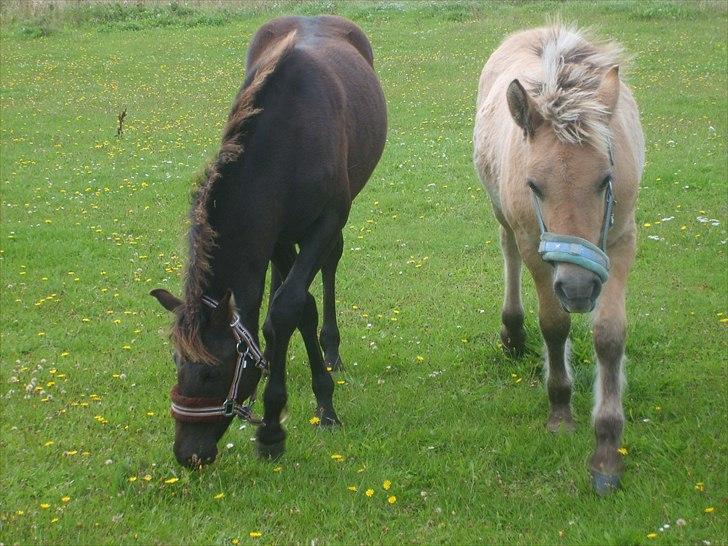 Anden særlig race Walentin billede 10