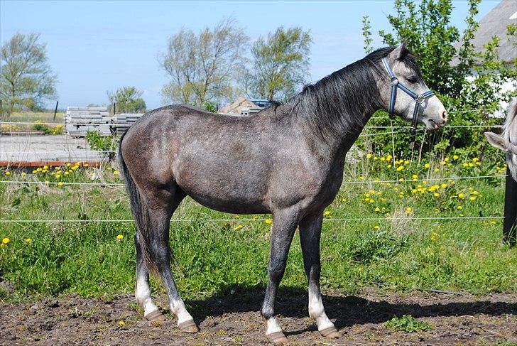 Anden særlig race Caliano *Solgt* billede 4