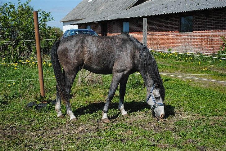 Anden særlig race Caliano *Solgt* billede 5