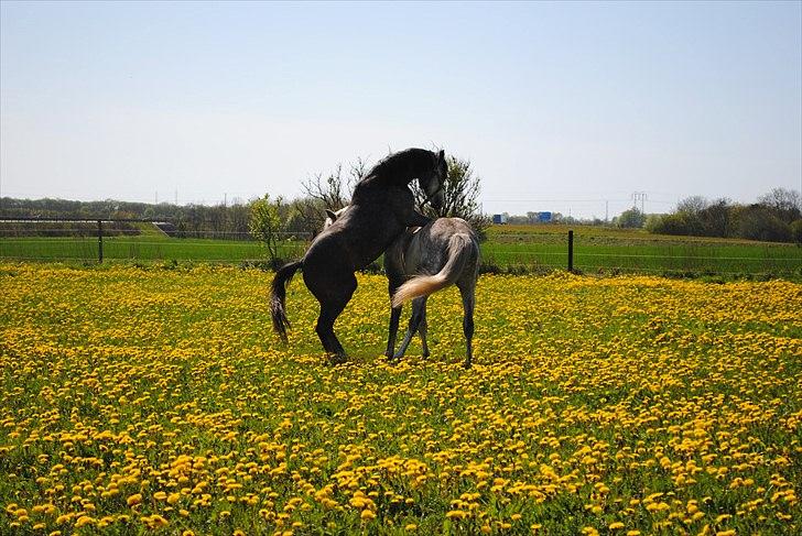 Anden særlig race Caliano *Solgt* billede 6