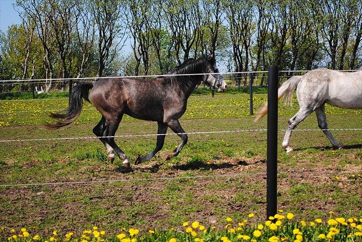 Anden særlig race Caliano *Solgt* billede 7