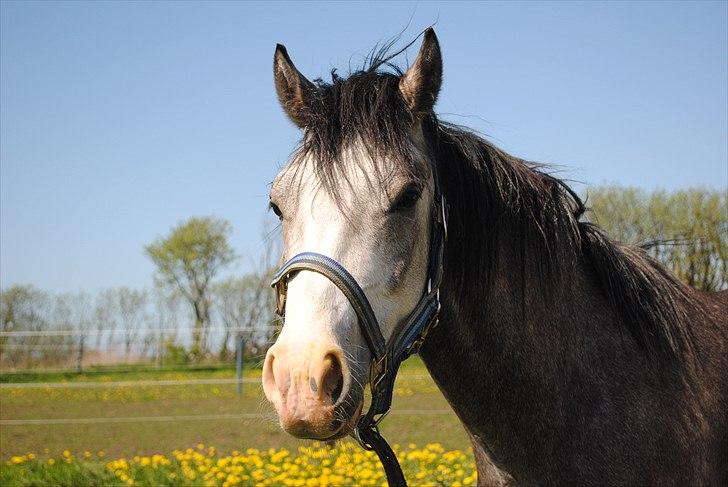 Anden særlig race Caliano *Solgt* billede 8