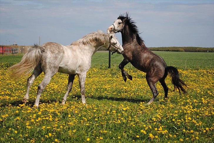 Anden særlig race Caliano *Solgt* billede 9