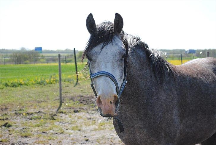 Anden særlig race Caliano *Solgt* billede 10