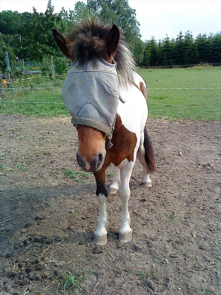 Islænder lokkur billede 15