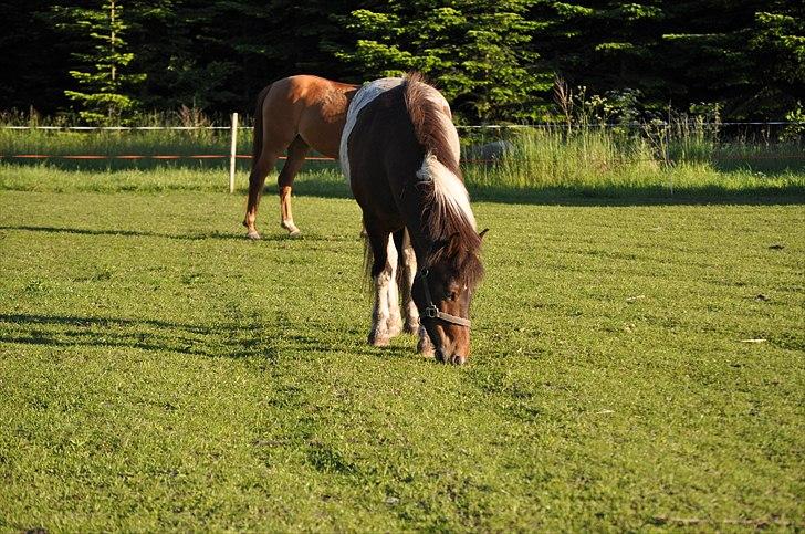 Islænder lokkur billede 16