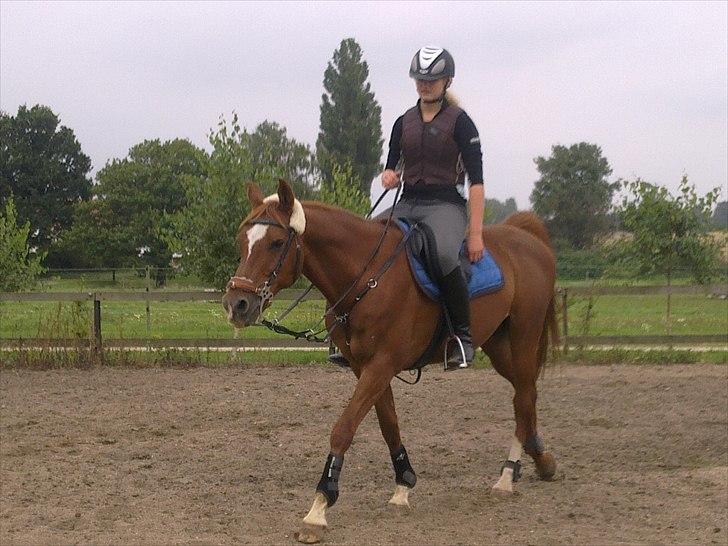 Arabisk fuldblod (OX) SR Melekov OX (SOLGT) - Gamle ejer Isabella, som skal springe ham, da han stadig var hendes. billede 2