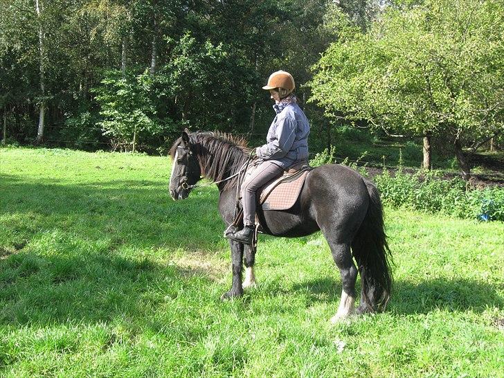 Irish Cob Asgaards Brynhild - Sept. 2010. Ridning på folden billede 8