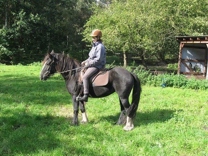 Irish Cob Asgaards Brynhild - Sept. 2010. Ridning på folden billede 9