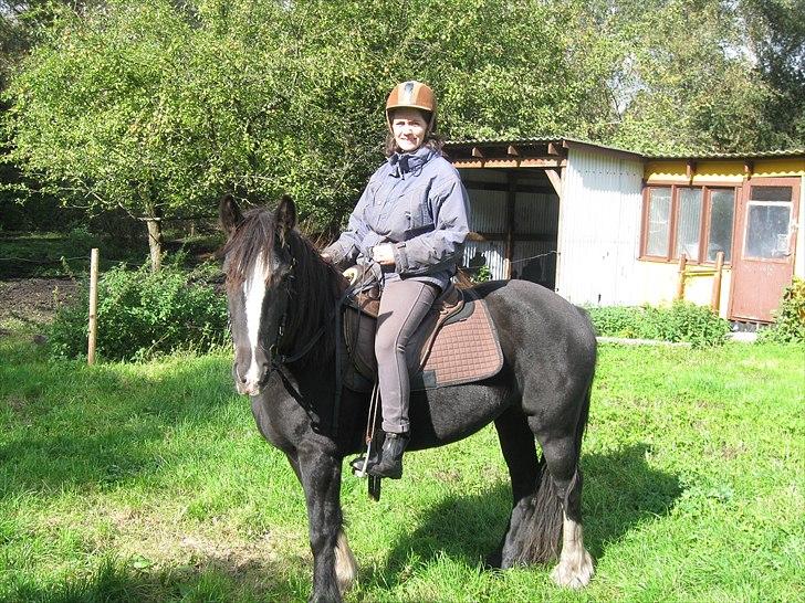 Irish Cob Asgaards Brynhild - Sept. 2010. Ridning på folden billede 10