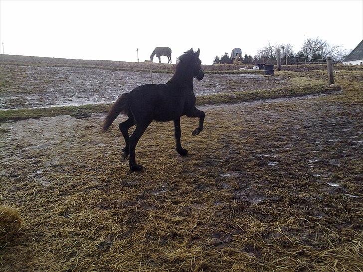 Frieser Elvis af Nygaard billede 1