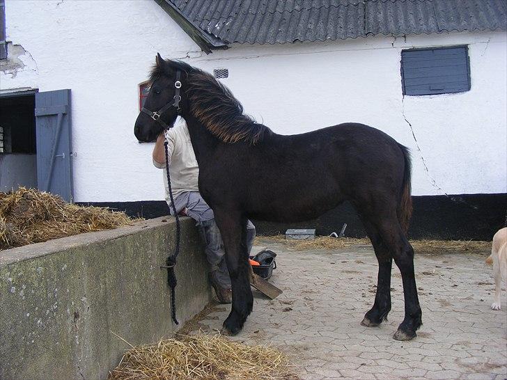 Frieser Elvis af Nygaard billede 2