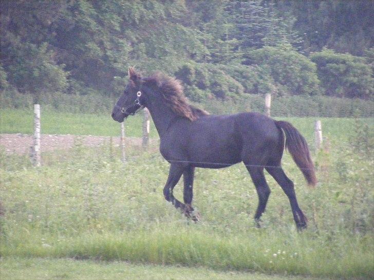 Frieser Elvis af Nygaard billede 3