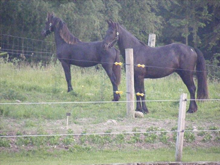 Frieser Elvis af Nygaard - Elvis til venstre og hans bedste ven og bror Zultan til højre billede 4