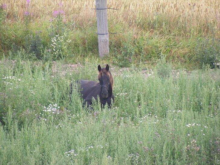 Frieser Elvis af Nygaard billede 5