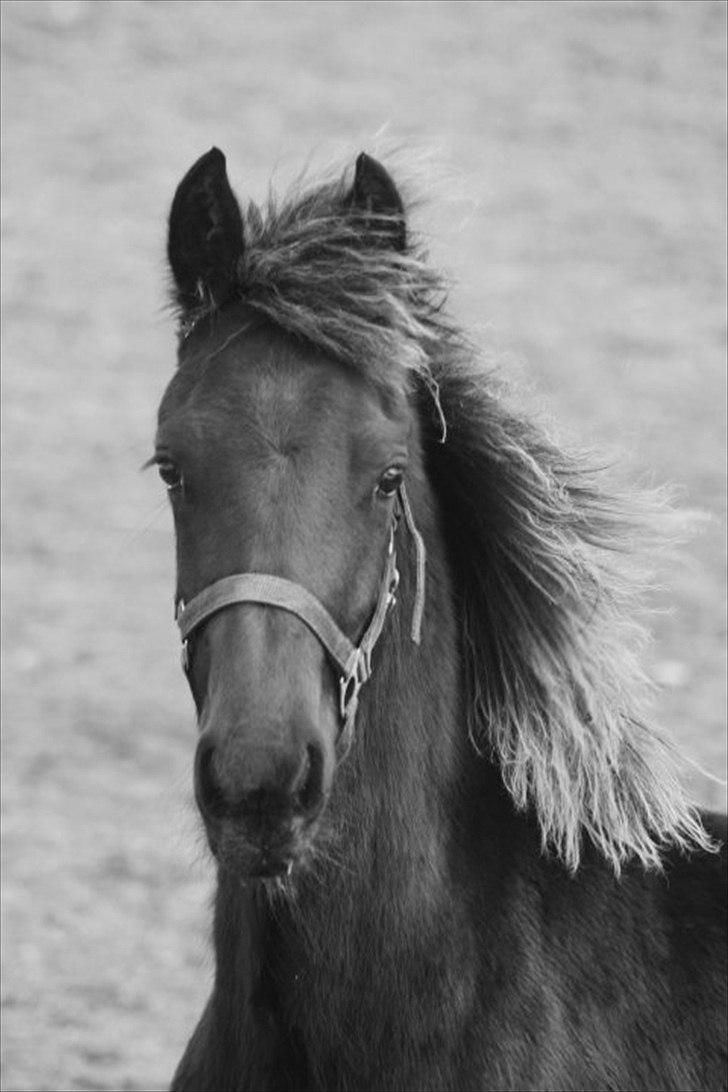 Frieser Elvis af Nygaard - The King billede 9