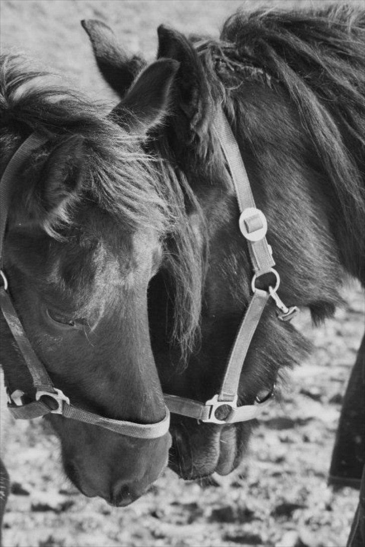 Frieser Elvis af Nygaard - Elvis og hans mor Aaltje billede 10