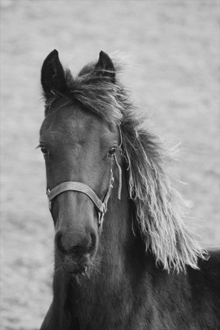 Frieser Elvis af Nygaard billede 11