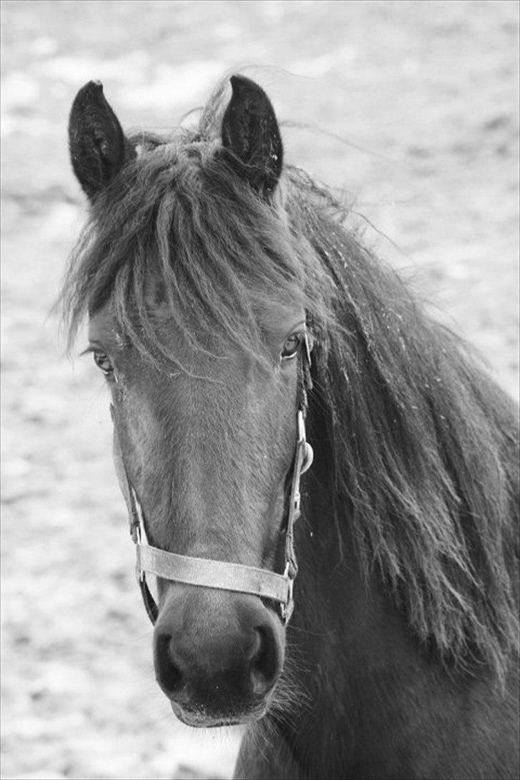 Frieser Aia af Nygaard - Foråret 2010, 2 år gl. billede 17