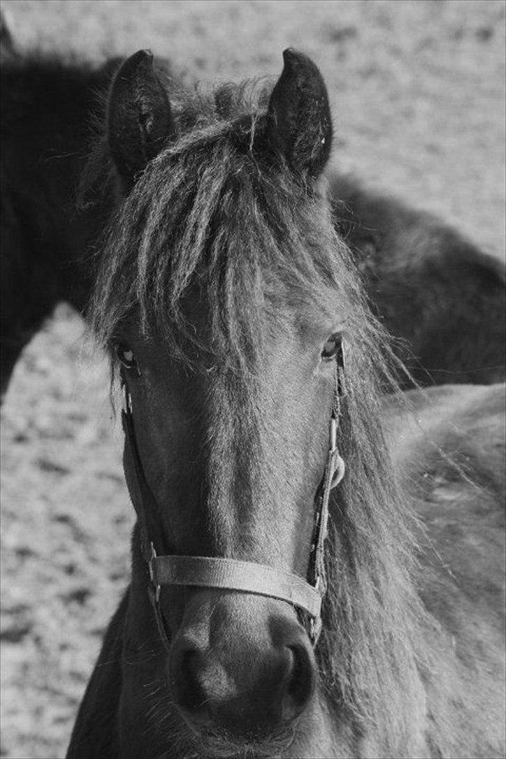 Frieser Aia af Nygaard - 2 år gl. 2010 billede 18